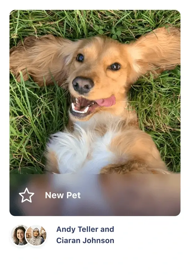 A close-up of a joyful dog with floppy ears lying on green grass. The dog has a big smile and its tongue out. The image also features a label reading "New Pet" and mentions "Andy Teller and Ciaran Johnson" below the dog's photo.