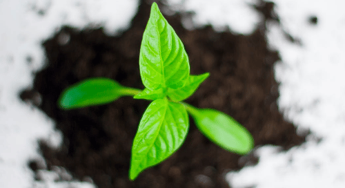 GROWTH MINDSET FEEDBACK CULTURE